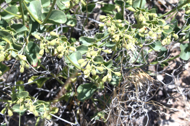 Wishbone-bush (Mirabilis laevis var. retrorsa)
